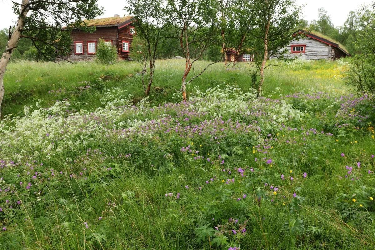Seterveien Røros - Dalsbygda - Vingelen - Øyvind Wold 1-min