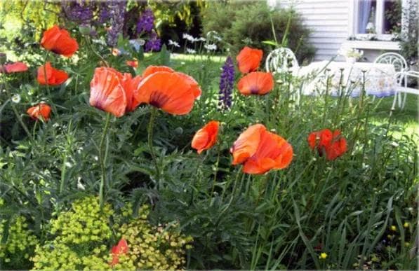 Bjerknes Gård, utebilde