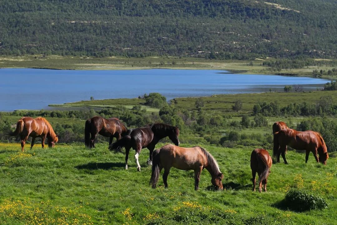 Tour de Dovre: Hjerkinn - Dombås
