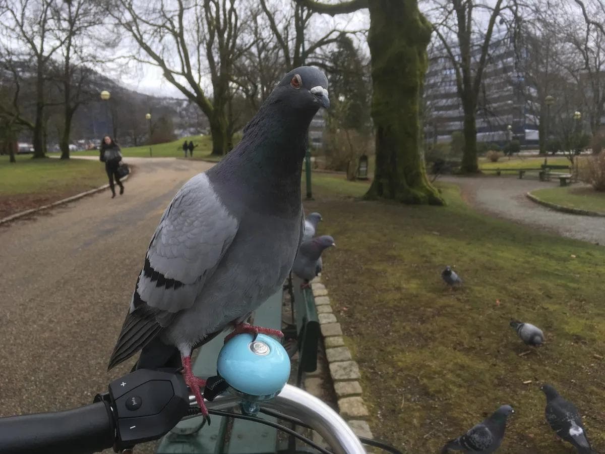 GS Bergen Småpudden – Nygårdsparken – Nonnestien-3
