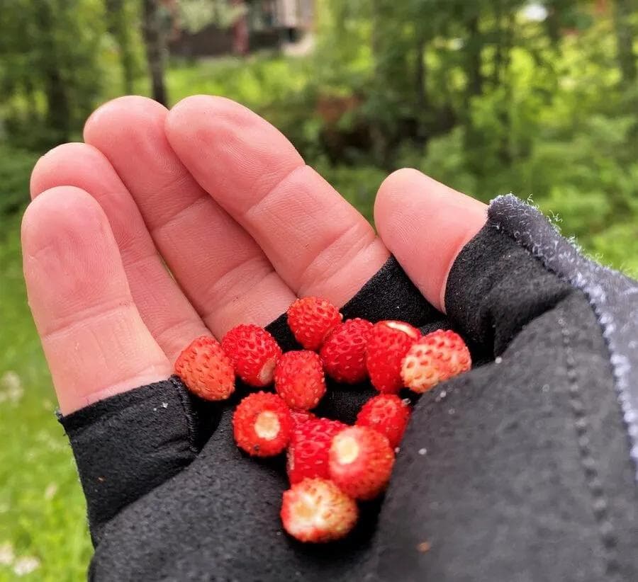 Nasjonal sykkelrute 5 Numedalsruta: Fra Smådøldalen til Larvik – Naturens-små-gaver