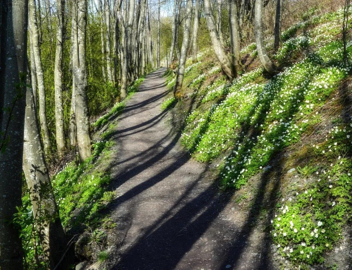 GS Trondheim Nidelvstien-8-foto-knut-opeide